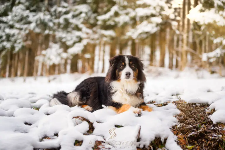 Chien berger australien dans la neige &ndash; s&eacute;ance photo animaux de compagnie &agrave; Saint-Geoire-en-Valdaine, Is&egrave;re, accessible Grenoble, Voiron, Chamb&eacute;ry et Bourgoin-Jallieu